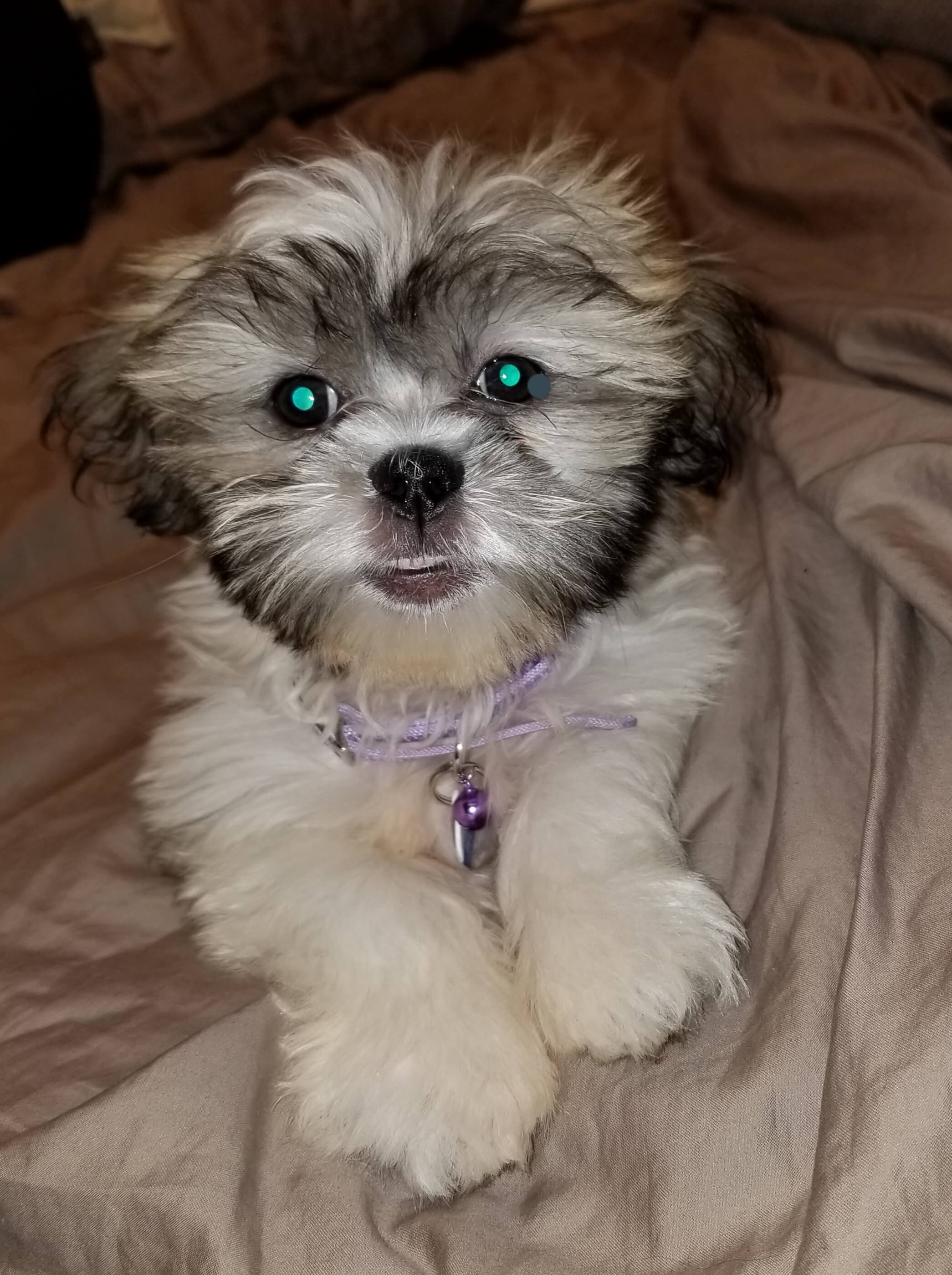 Bella pic