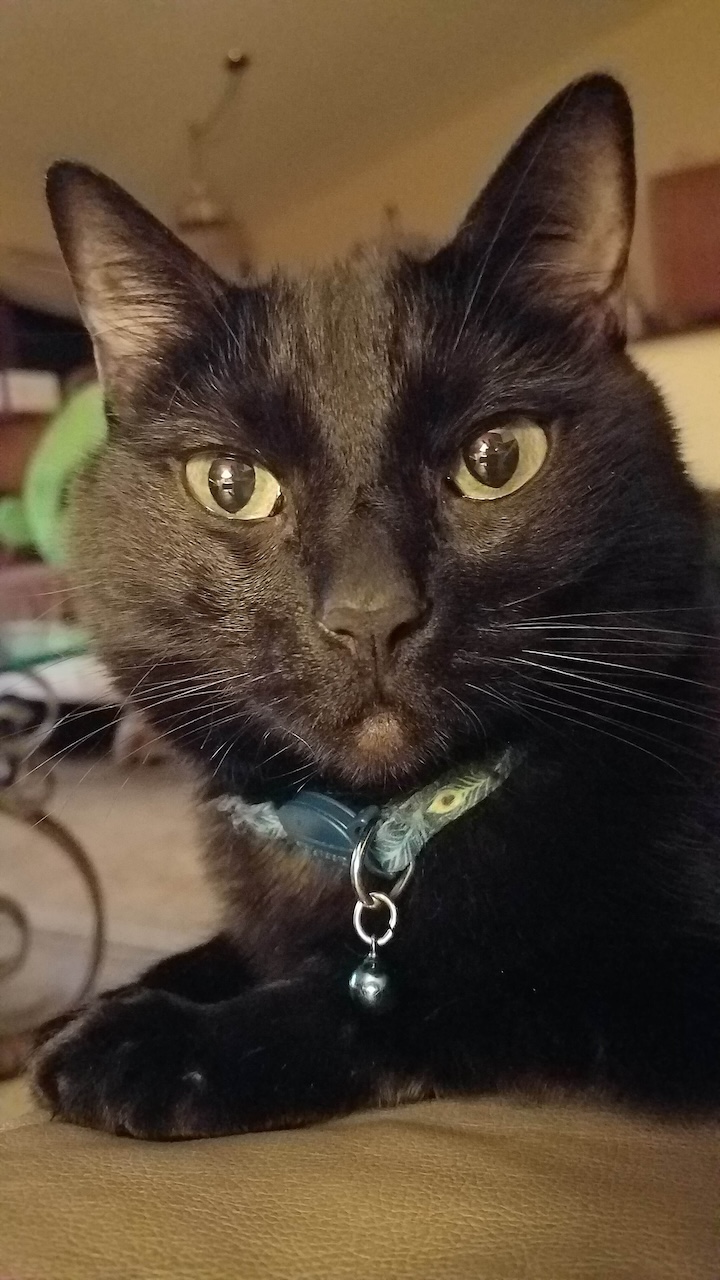 Gizmo