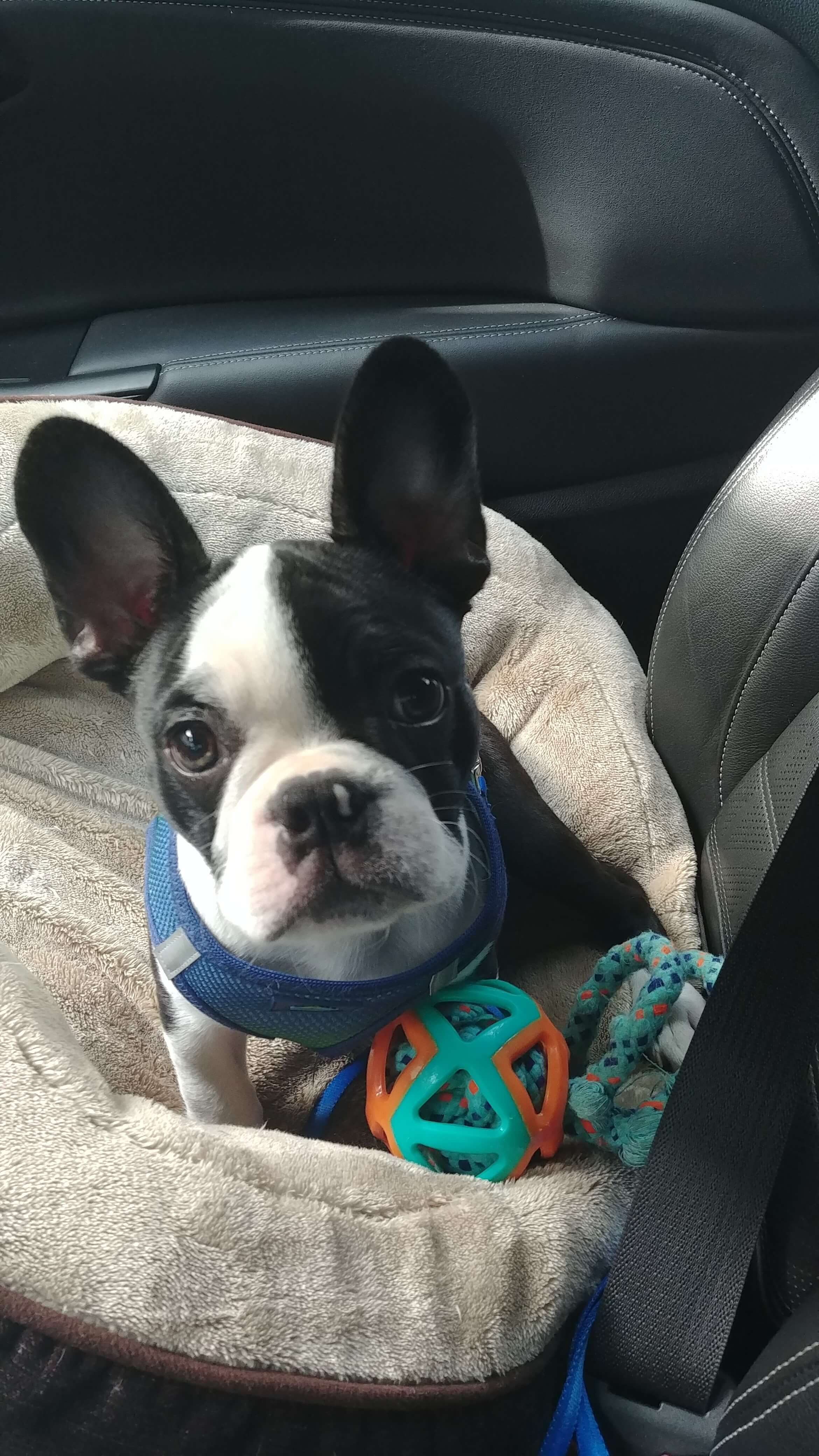 Gus POTM