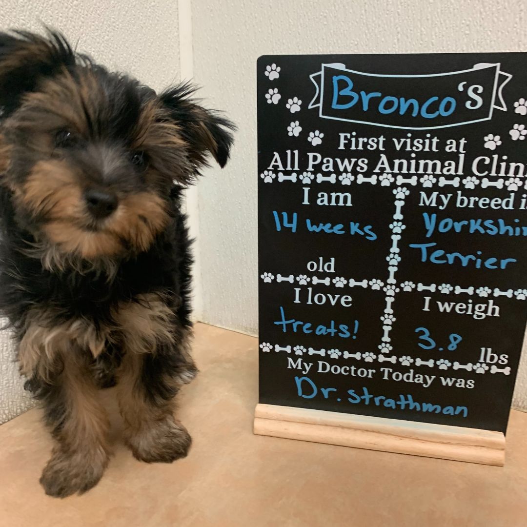 Bronco