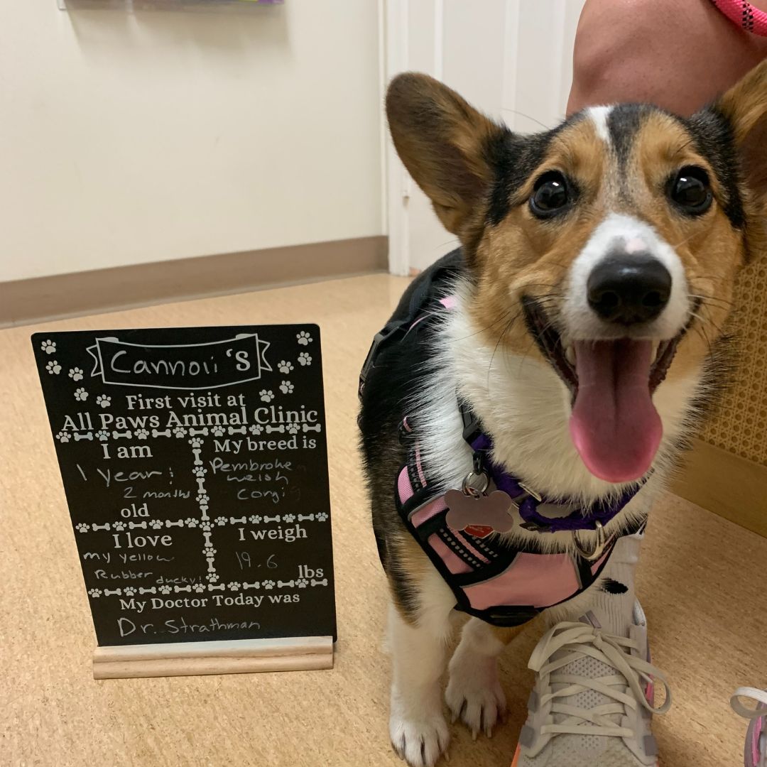Cannoli