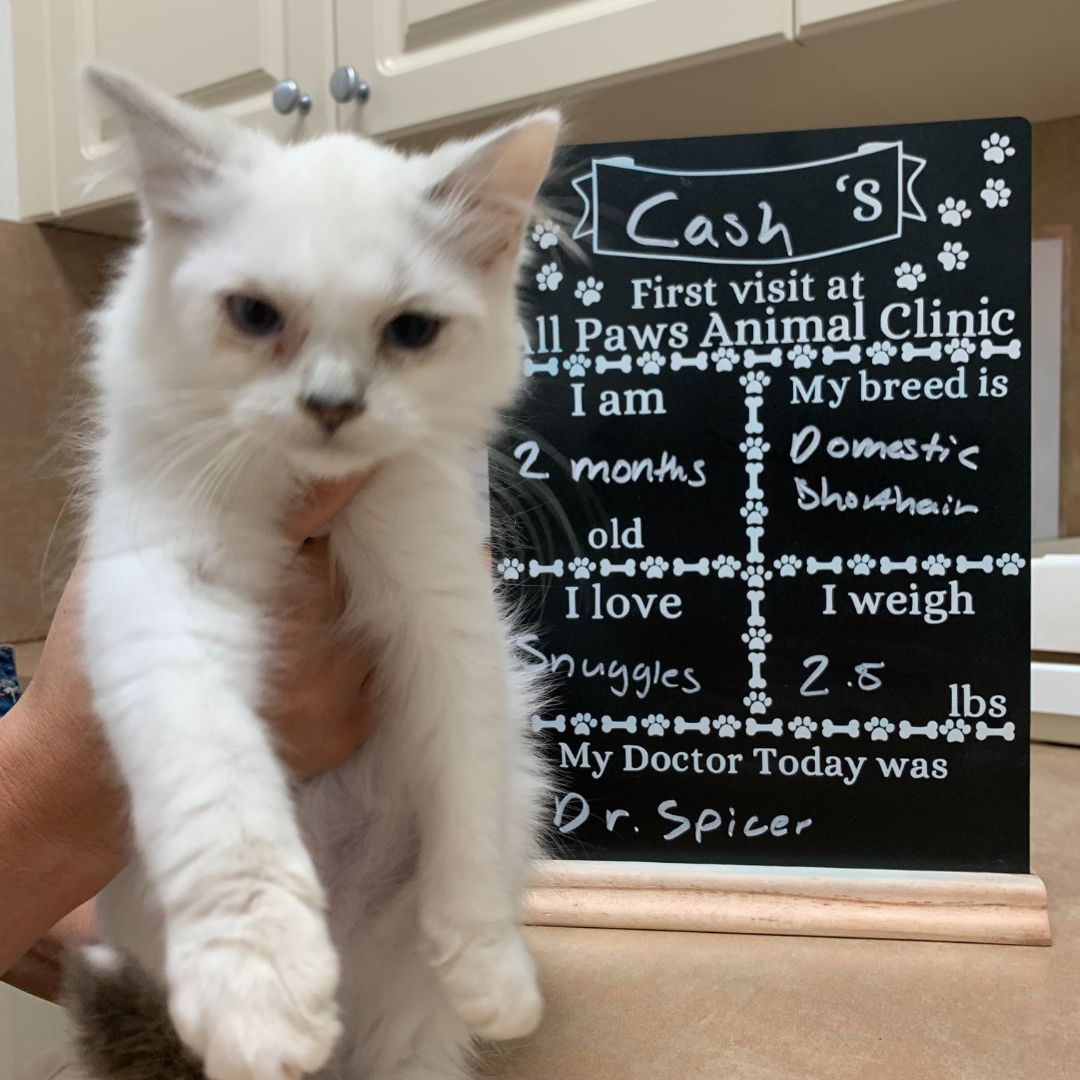 Cash