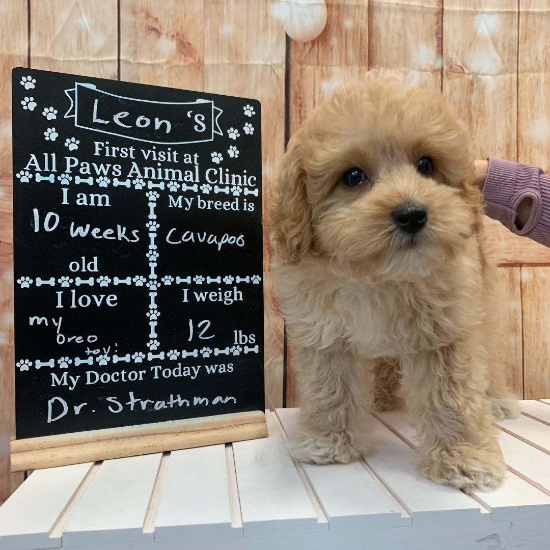 Leon