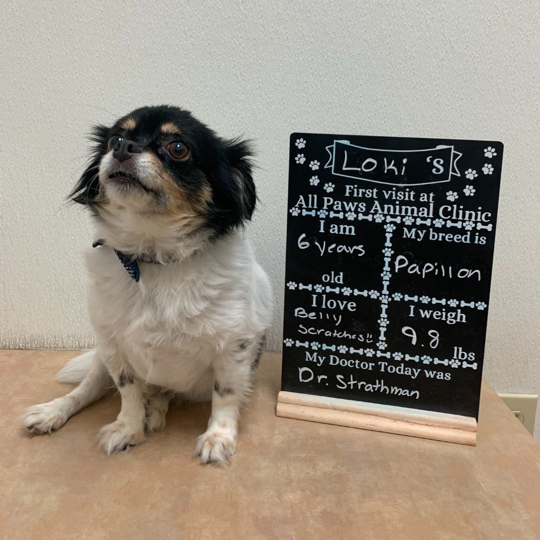 Loki