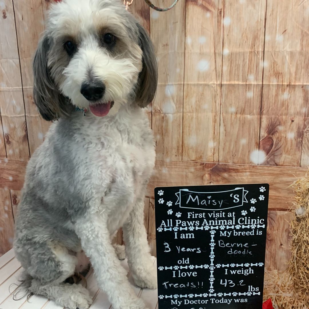 Maisy