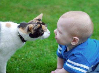 Introducing a new cat to your family