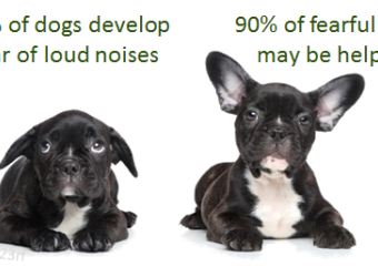 Thunderstorms and your pet’s fear