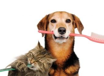 Dental cleanings & your pet’s health