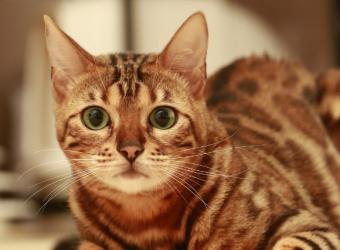 A Cat Owner's Guide to Spaying & Neutering