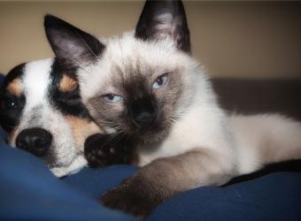 7 Things You Should Ask at a Vet Appointment