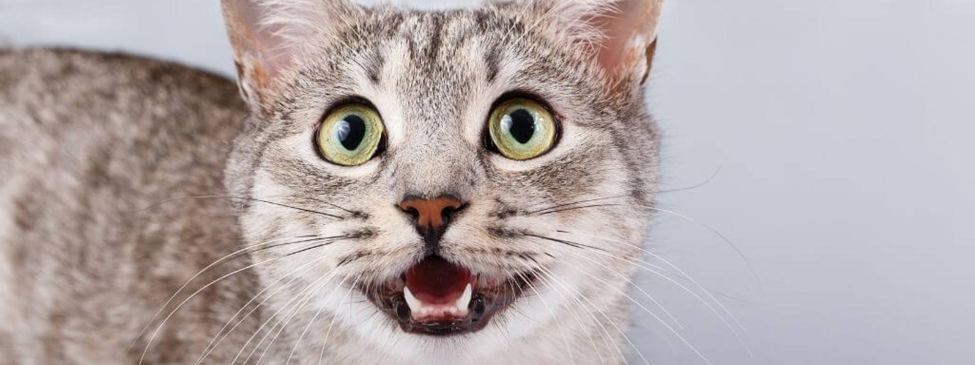 Gray cat meowing and looking pleased with cat preventive care