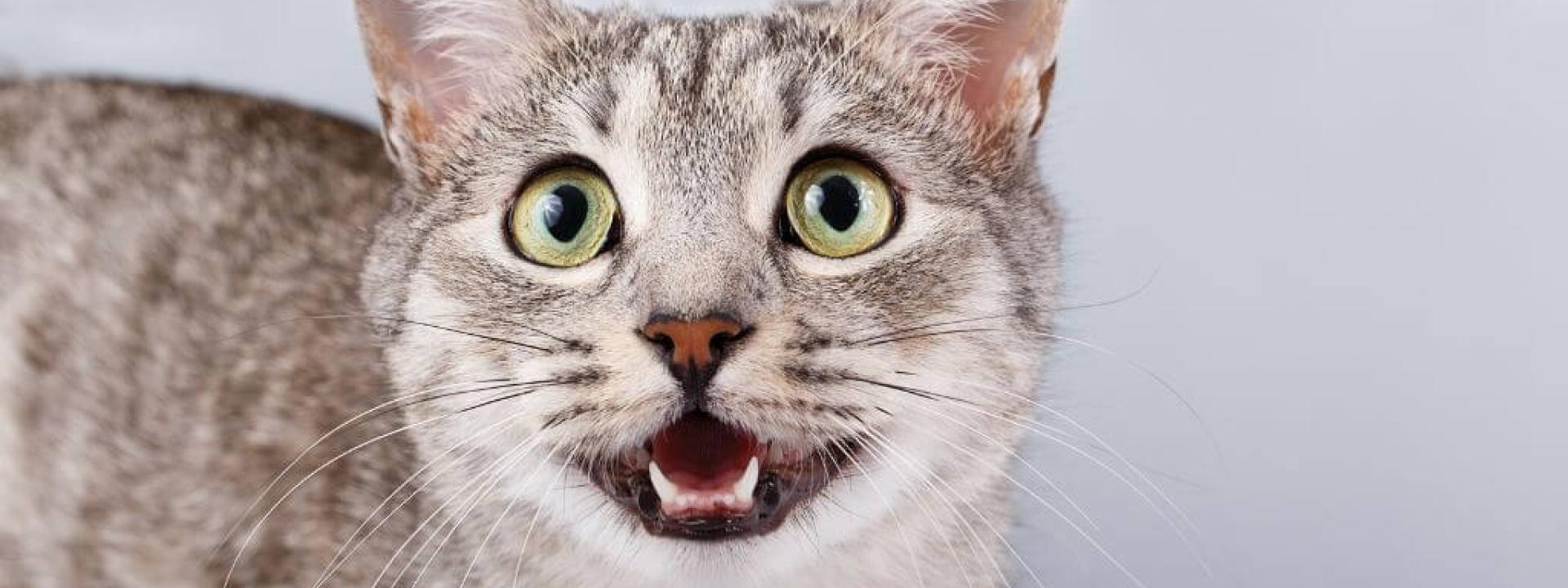 Gray cat meowing and looking pleased with cat preventive care