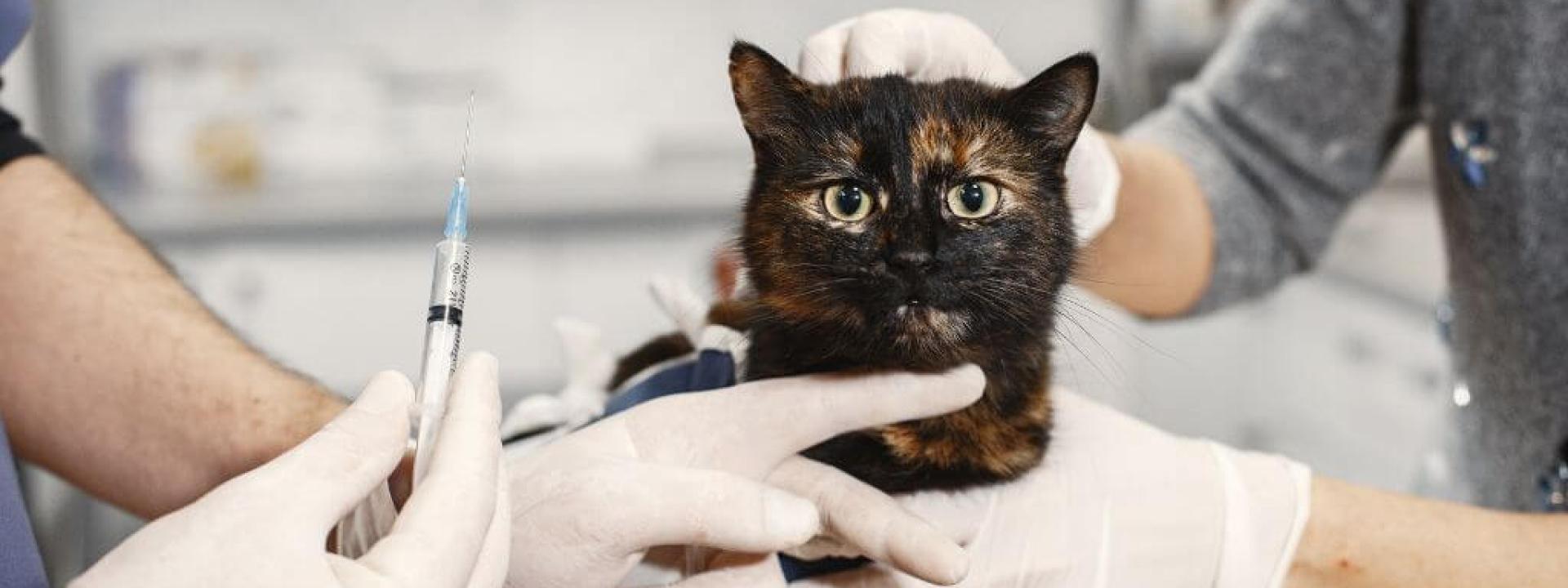 A cat at the vet receiving a cat vaccination
