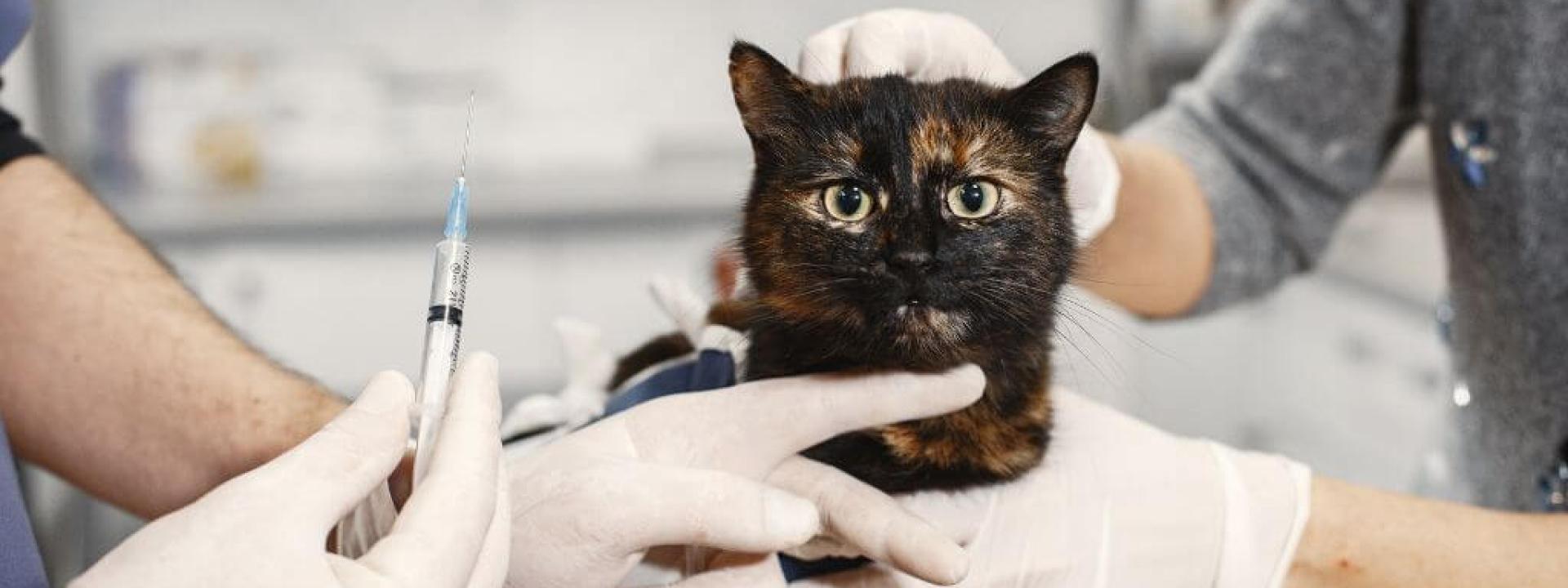A cat at the vet receiving a cat vaccination