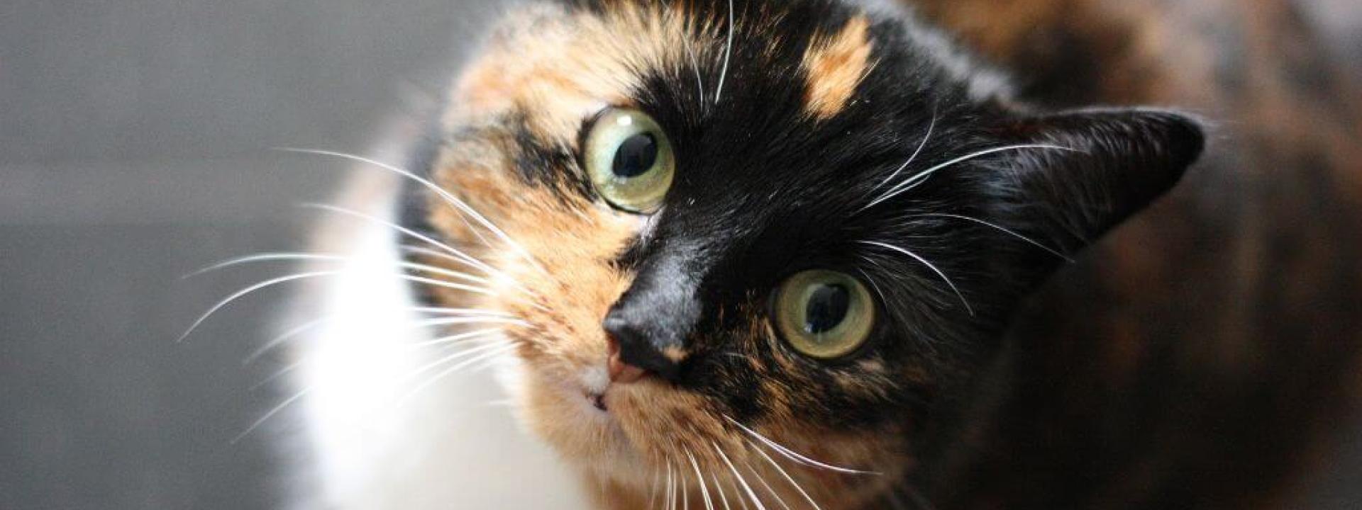 Tortie cat looking up, cat wellness exams