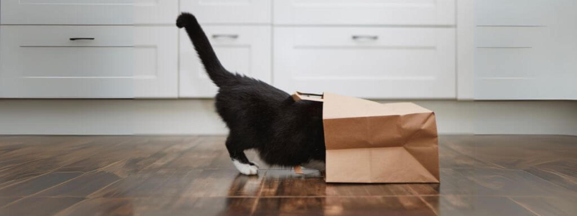 Black and White cat crawling in paper bag.