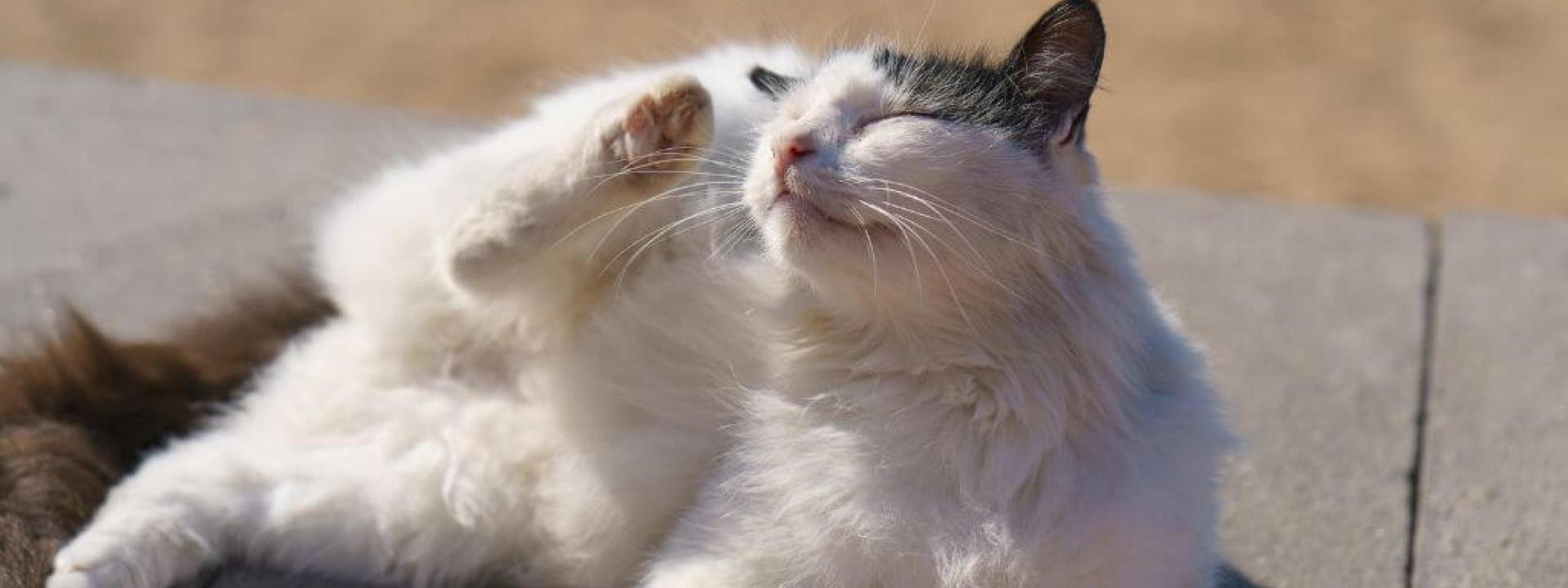 A cat itching from fleas