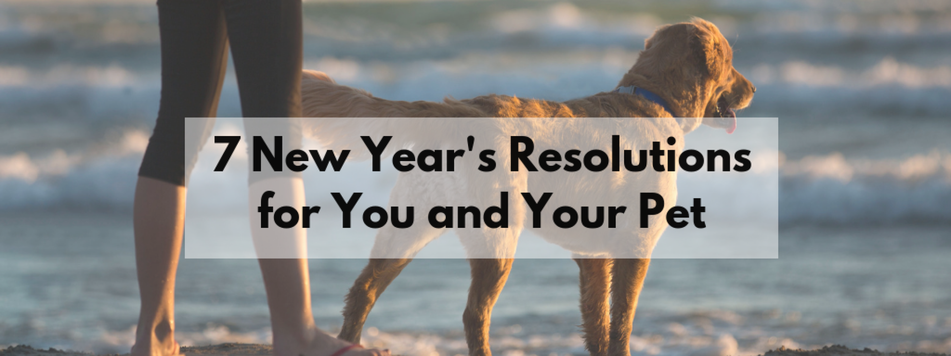 7 New Year's Resolutions for You and Your Pet