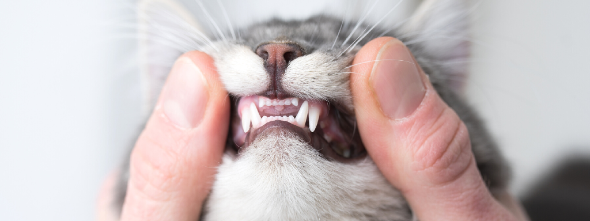 Young cat's teeth